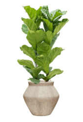 Ficus lyrata in Mineral