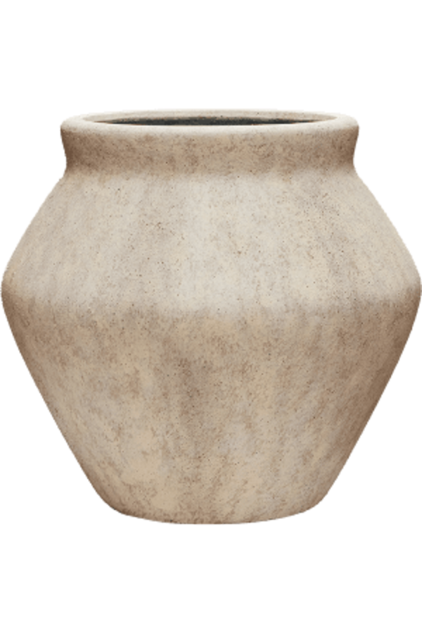 Ficus lyrata in Mineral