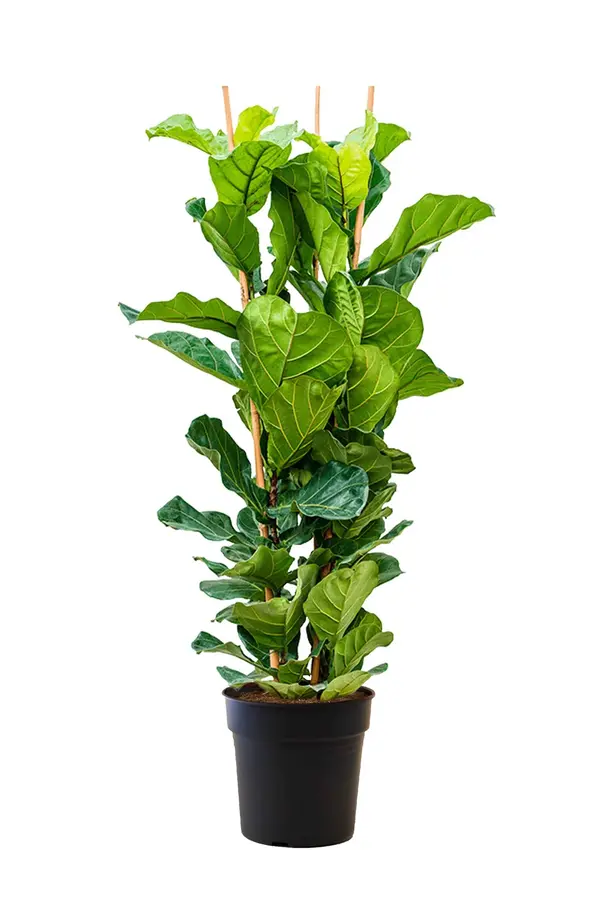 Ficus lyrata en Mineral