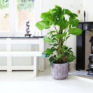 Monstera