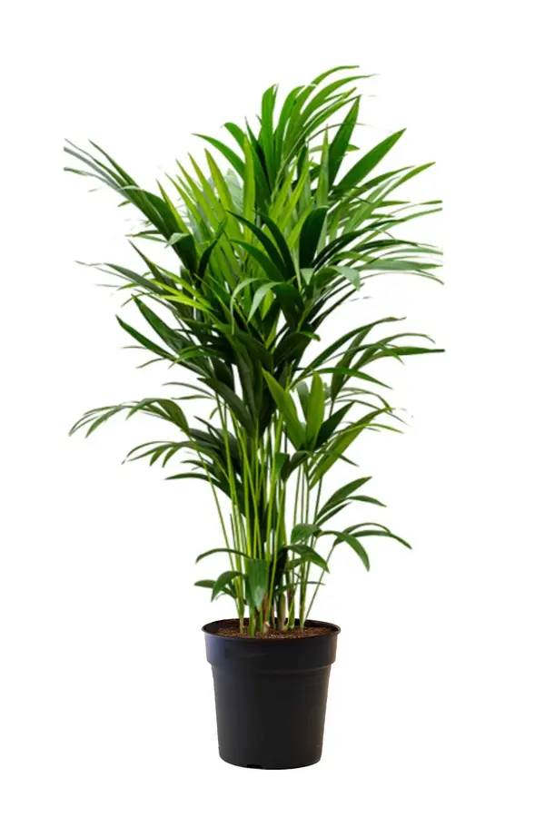 Kentia in Mineral pot