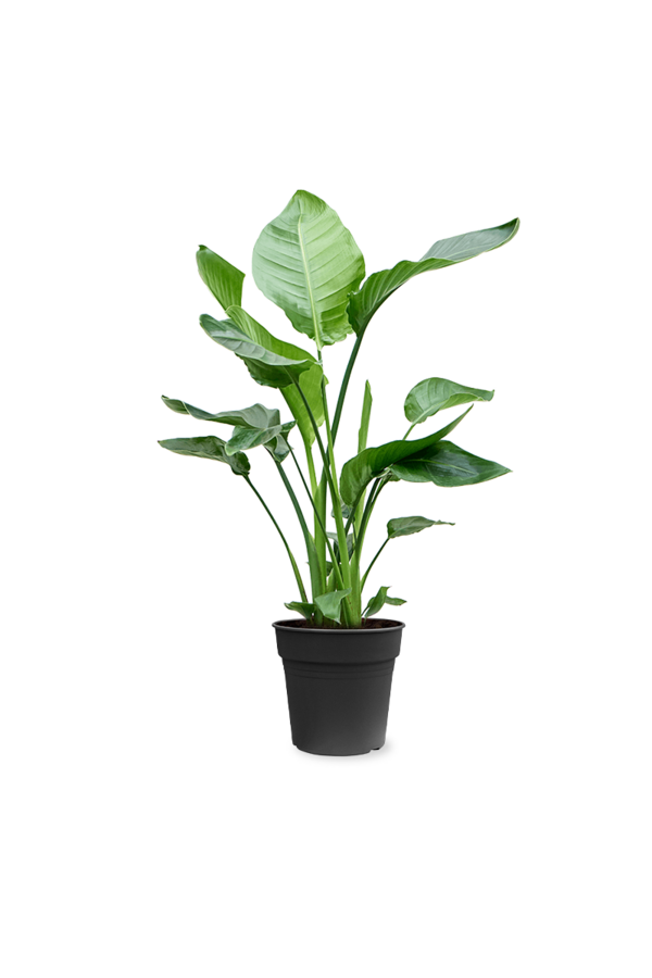 Strelitzia in Mineral vaas