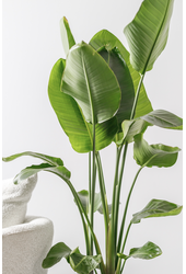 Strelitzia dans un vase Minéral