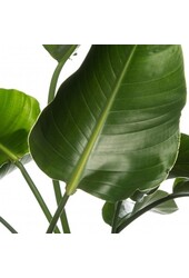 Strelitzia in Mineral vaas