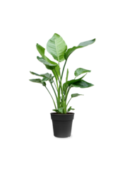 Strelitzia dans un pot Mineral