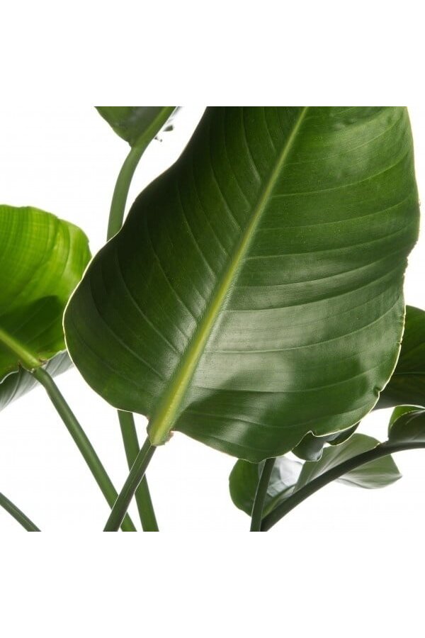 Strelitzia dans un pot Mineral