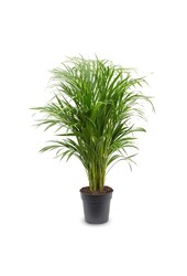 Areca in Mineral vaas