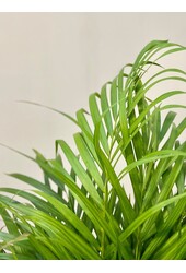 Areca in Mineral vaas