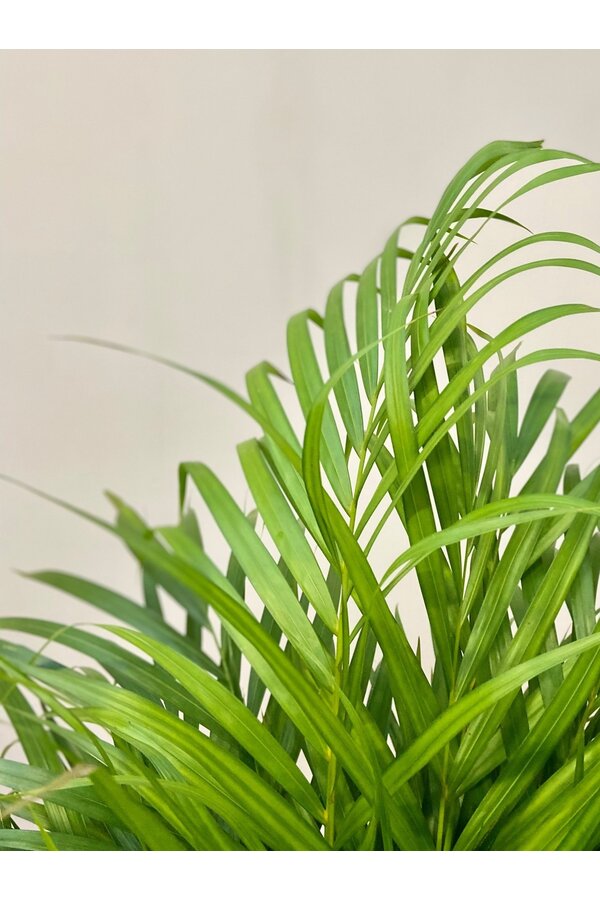 Areca in Mineral vaas