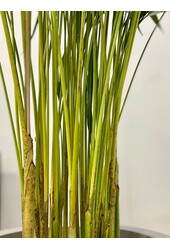 Areca in Mineral vaas