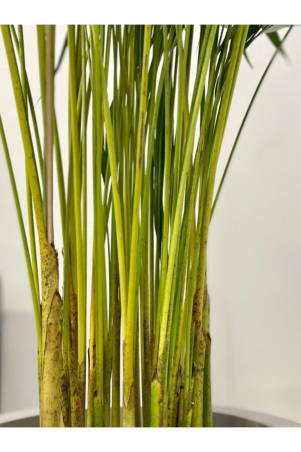 Aréca dans un vase Minéral