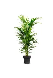 Kentia in Mediterranean