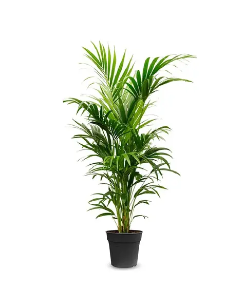 Mediterranean | Kentia