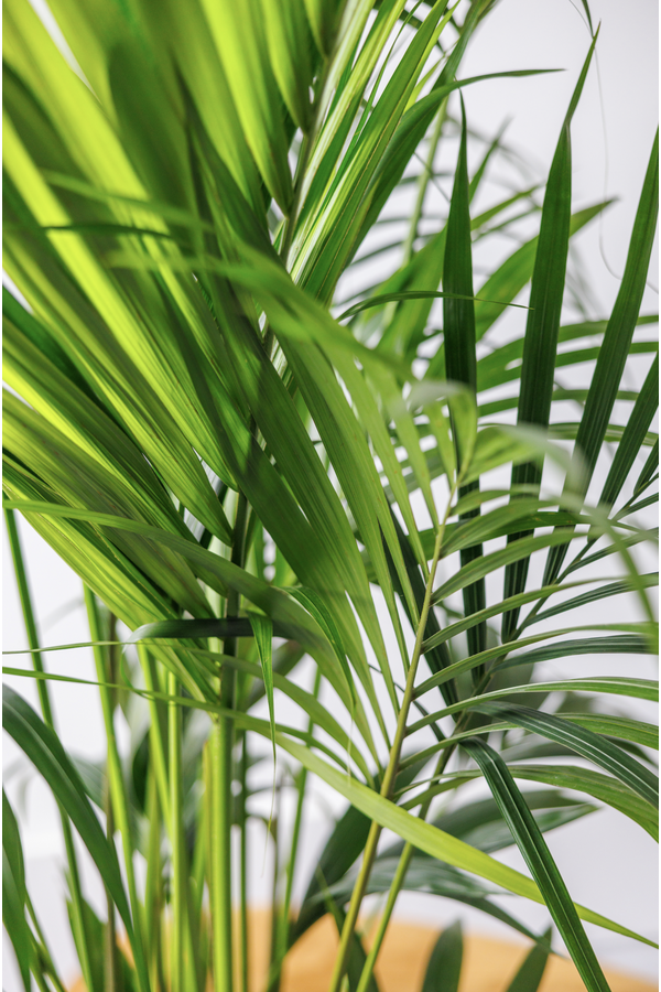 Kentia in Mediterranean