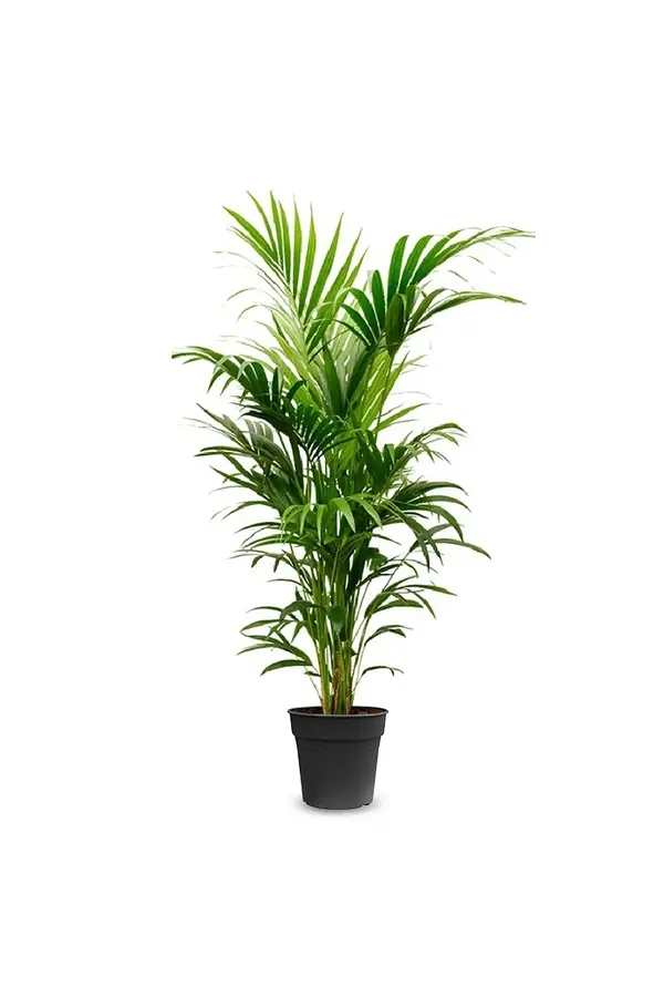 Kentia dans un vase Mineral