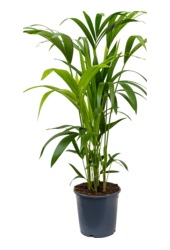 Kentiapalm in Mineral pot