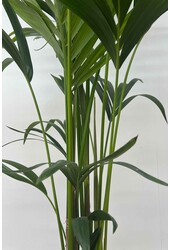 Kentia dans un pot Minéral