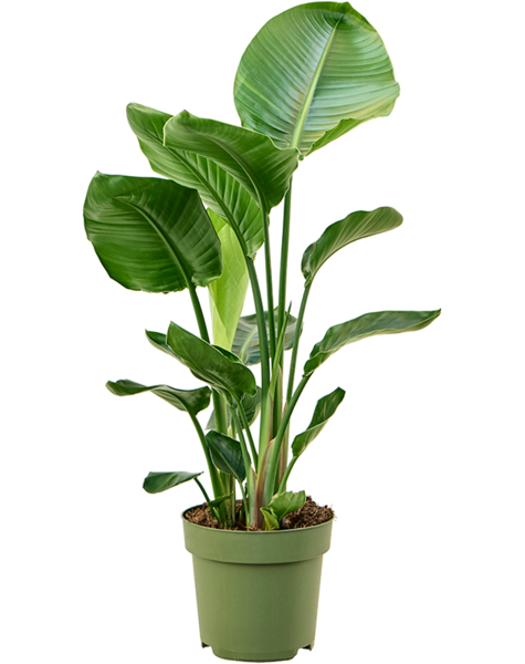 Méditerranée | Strelitzia