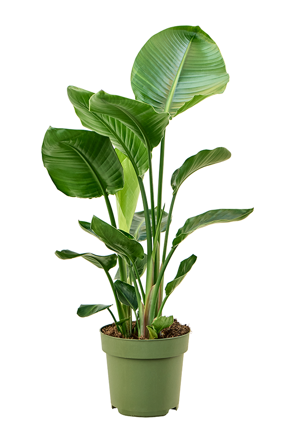 Strelitzia in Mediterranean