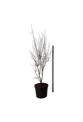 Kornoelje Cornus Aurora