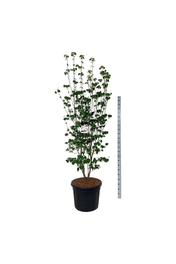 Cornouiller Cornus Aurora