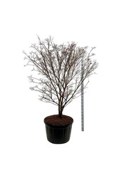 Cornouiller Cornus kousa Milky Way