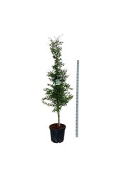 Beukenboom Fagus Aspleniifolia