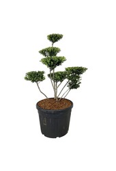 Ilex crenata Haie Verte