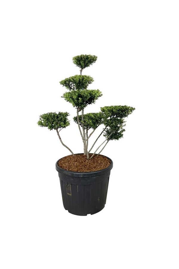 Ilex crenata Haie Verte