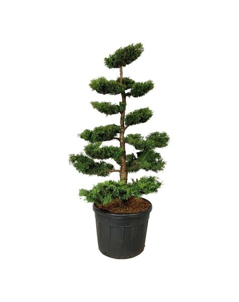 Juniperus
