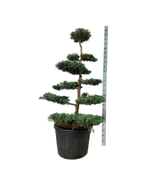 Juniperus
