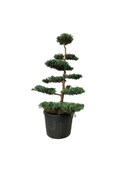 Cipres Juniperus Grey Owl