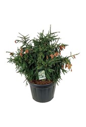 Zilverspar Picea abies Acrocona