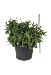 Zilverspar Picea abies Acrocona