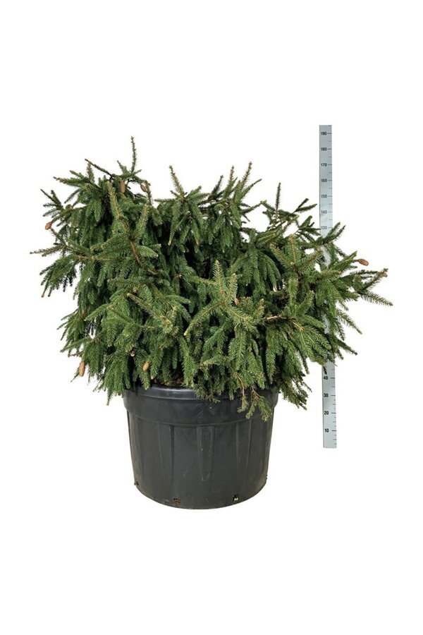 Sapin argenté Picea abies Acrocona