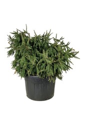 Sapin argenté Picea abies Acrocona