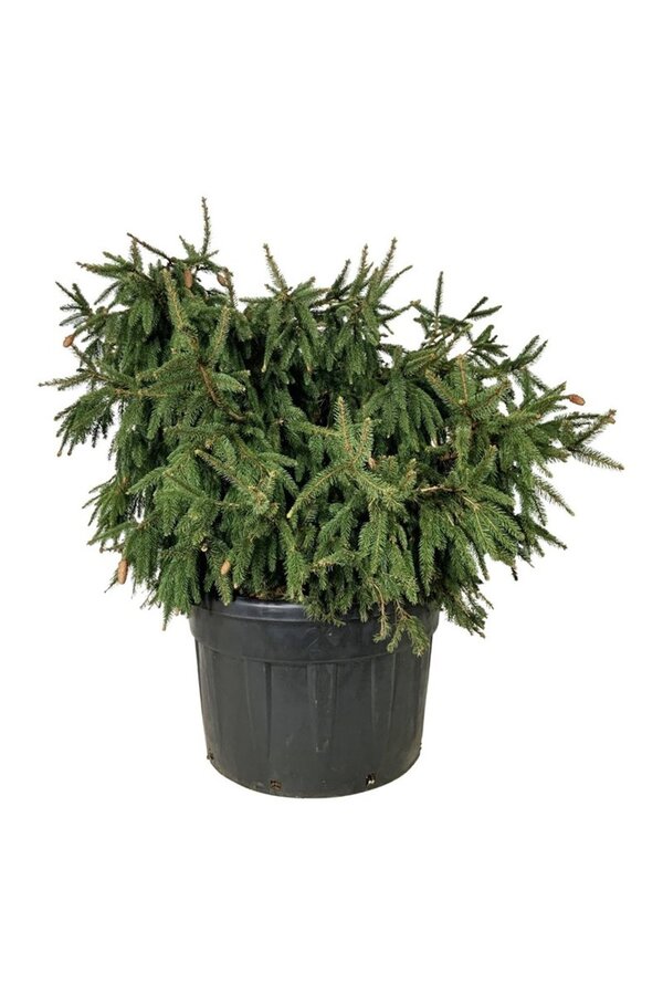 Zilverspar Picea abies Acrocona