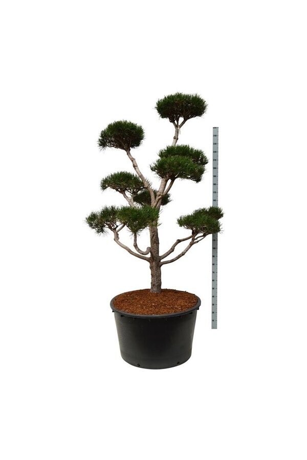 Pin Pinus contorta