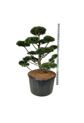 Denneboom Pinus mugo Gnom