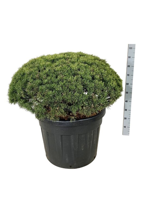 Denneboom Pinus mugo Mops