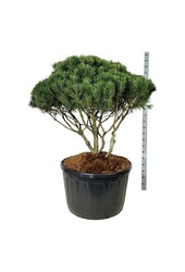 Pin Pinus mugo mughus