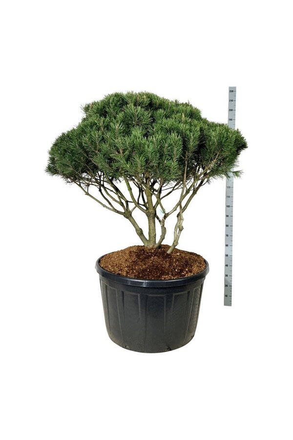 Denneboom Pinus mugo mughus