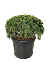 Denneboom Pinus mugo Mumpitz