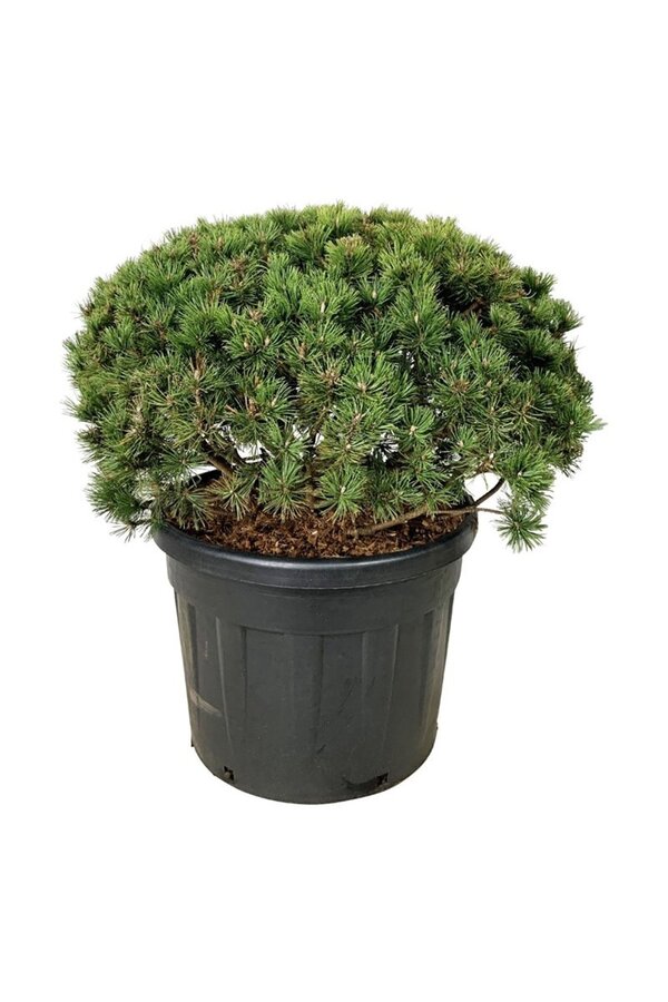 Denneboom Pinus mugo Mumpitz
