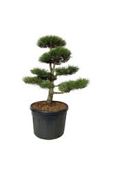 Denneboom Pinus nigra nigra