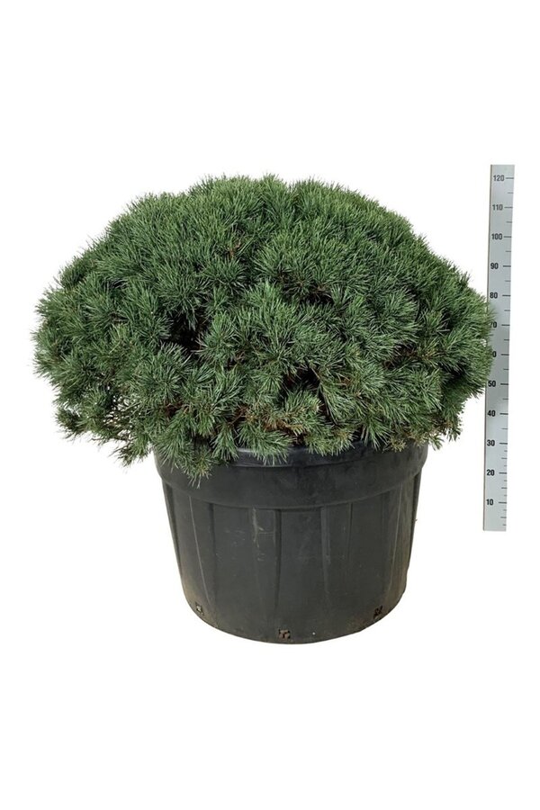 Pin sylvestre Pinus Watereri