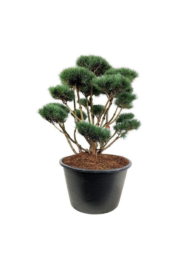 Denneboom Pinus Watereri