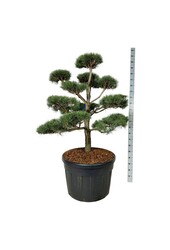Denneboom Pinus sylvestris