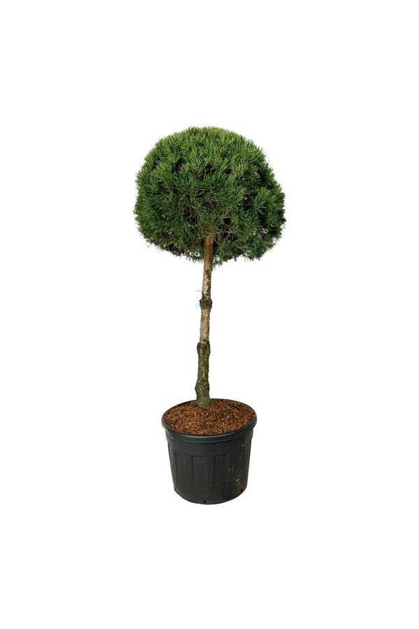 Denneboom Pinus sylvestris