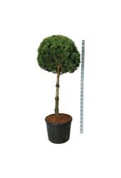 Denneboom Pinus sylvestris